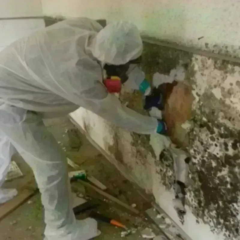 Mold Remediation and Removal in Hunts Point, NY